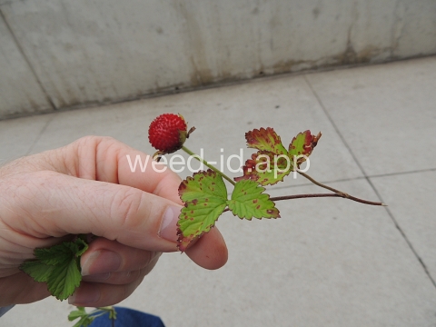 mockstrawberry, Indian